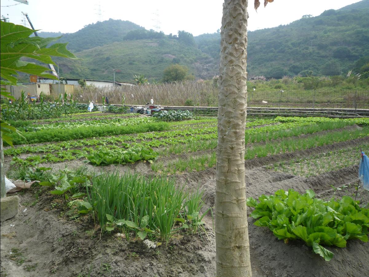 20101127 THE Organic Farm10